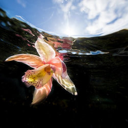 Orchids In The Sea by Joel Coleman - Photographs