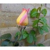 Joanne Macinic's photo