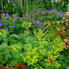 Garden border back