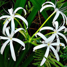 Wildflowers