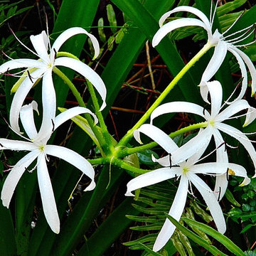 Swamp Lily