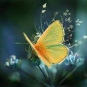 Carol Hugelheim's photo