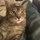 Germaine Kitty