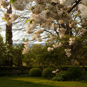 White Blossom Tree and Lawn at Rosemound Farm, Oregon