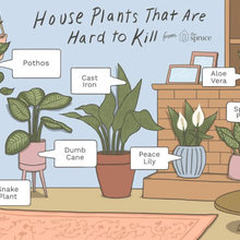 plants