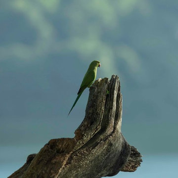 Parrot-The Hermitage Kandy- Edwards Collection