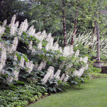 shade plants