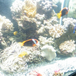 Fresh water and marine fish - Products