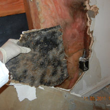 Mold Clean Up