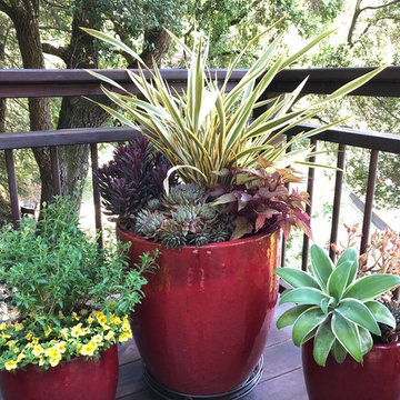 Container Plantings