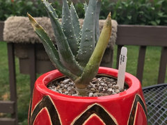 aloe pillansii