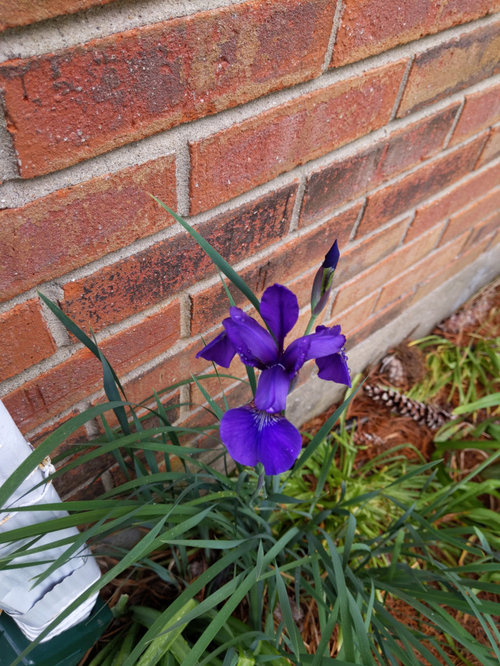 Surprise scape, hosta, iris