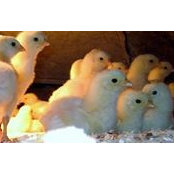 Ellie Bohlmann's photo