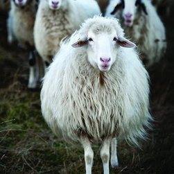 Wool Carpet - Carpet Tiles