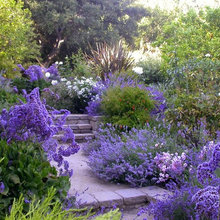 Alexis Back Yard