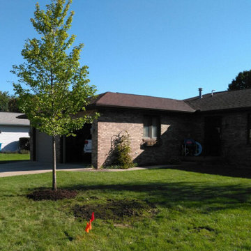 Autumn Blaze Maple in Front Yard