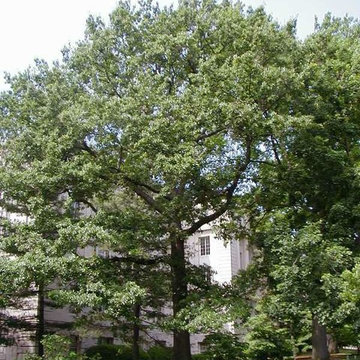 Quercus Imbricaria
