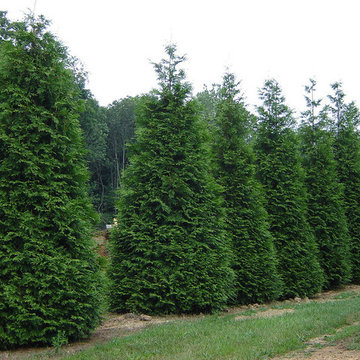 Arborvitae 'Green Giant'