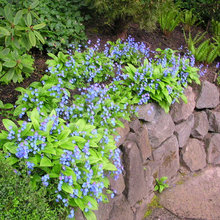 Landscape Ideas