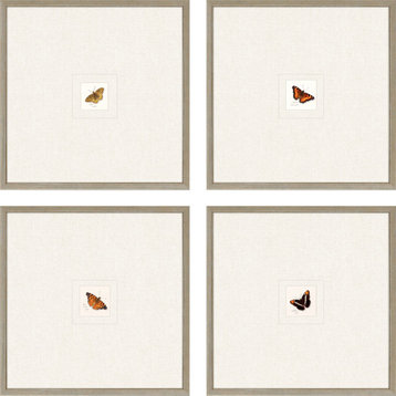 Butterfly, 4-Piece Set Framed Art