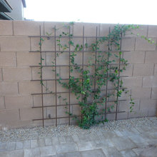 trellis
