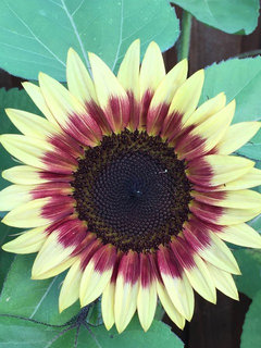 What are some varieties of sunflowers?