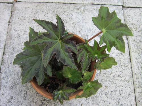 What are the Names of these Three Rhizomatous Begonias?