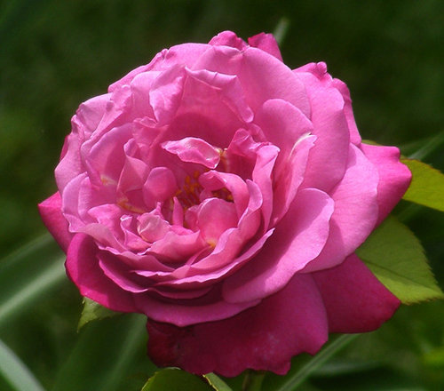 Spring flush roses! | Houzz Forum