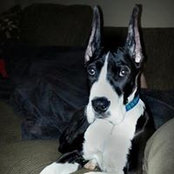 Everett Lineberry's photo