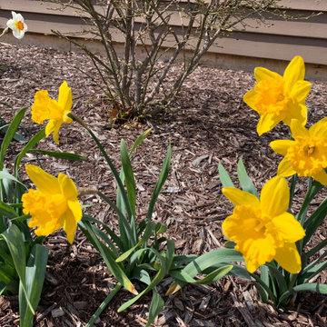 Carlton Daffodils
