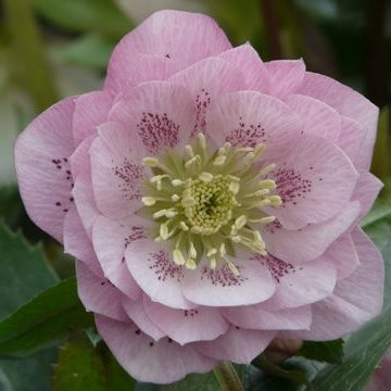 Power Flower of the Month -- Hellebores