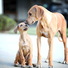 DOGS