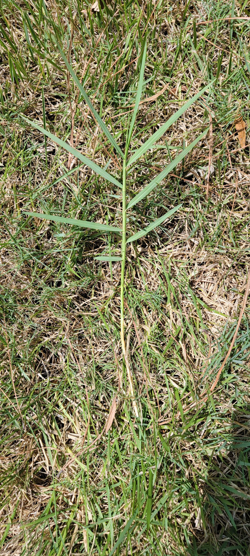 What Is The Name 9f This Weed