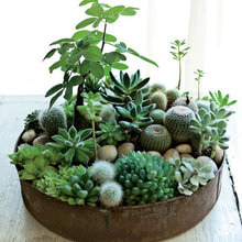 plants