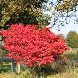 Trees With Outstanding Autumn Colour - Outdoor Products