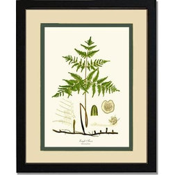 Traditional Prints And Posters Eagle Fern Botanical Art Print, 11"x14", Cream and Green, Cherry Frame