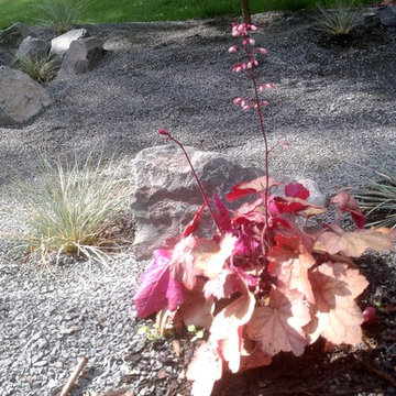 The Rock'in Rain Garden