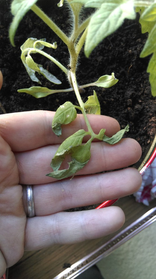 Tomato leaves are completely dry and going transparent