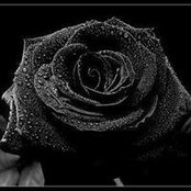 Diane Versteegh's photo