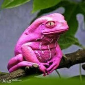 Foto von Adele Snyman