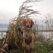 Teal Hunts foto