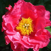 Amy Froehlich's photo