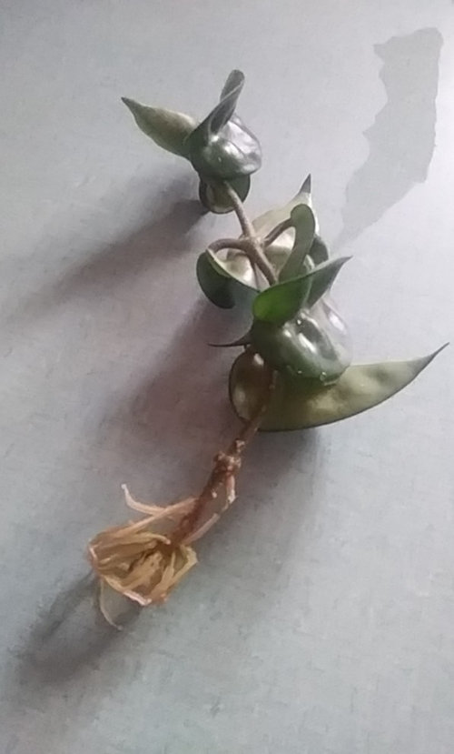 Hoya Rope Propagation