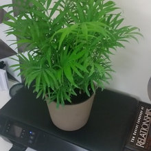 My plants