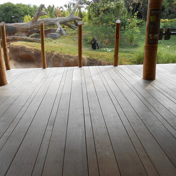 Houston TX Zoo- Ipe