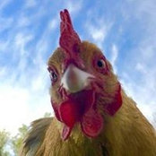 Jim Cornell's photo
