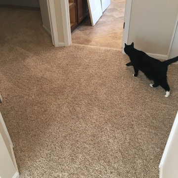 Stainmaster Carpet