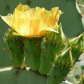 Suzanne Goldman's photo
