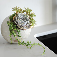 succulent garden