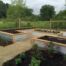 Backyard Veggie Garden